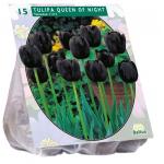 Baltus Tulipa Queen of Night Enkel Laat tulpen bloembollen per 15 stuks
